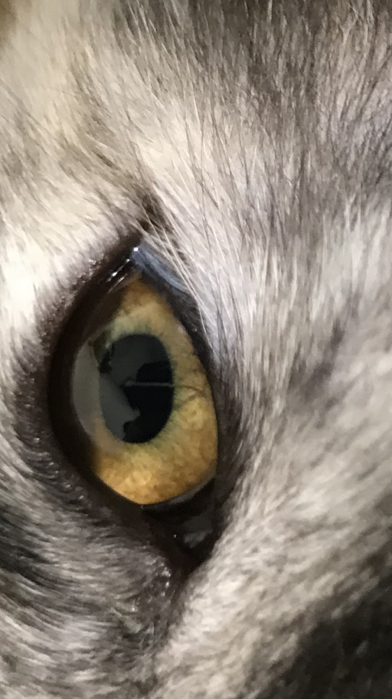 猫（もうすぐ7ヶ月）の目の瞳孔が変です。 - 先ほど、猫同士が喧嘩し 