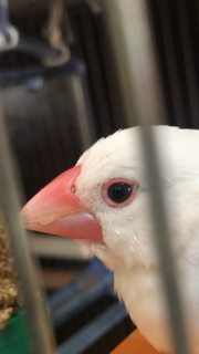 文鳥について質問です 画像載せてます 鼻の中に何か白い粒の様なものが Yahoo 知恵袋