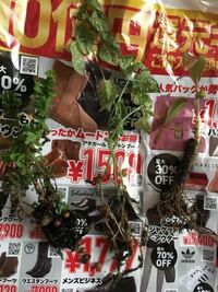 苔球のケト土を購入し忘れてしまいました ハイドロカルチャーで代用できませんか Yahoo 知恵袋