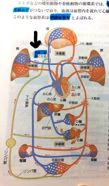 生物基礎体内環境の分野のリンパ液と血管が合流する場所について Yahoo 知恵袋