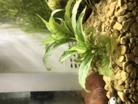 スジエビに餌は何をあげたらいいでしょうか エビの餌 ヌマエビの Yahoo 知恵袋