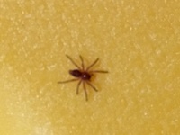 緊急です 最近この赤いクモが一週間で２匹でました アメリカに住ん Yahoo 知恵袋