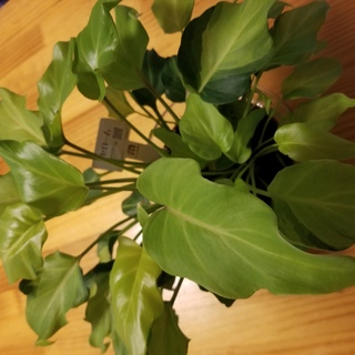 カインズホームにて購入した環境植物シリーズ 炭植え の観葉植 Yahoo 知恵袋