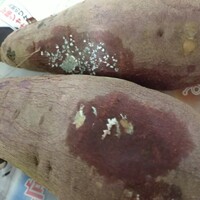Aさつまいも収穫しましたしばらくおいてたらキズのある芋から白 Yahoo 知恵袋