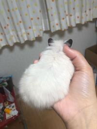 ハムスターの毛並みについて 私はハムスターを飼って約10ヶ月程 Yahoo 知恵袋