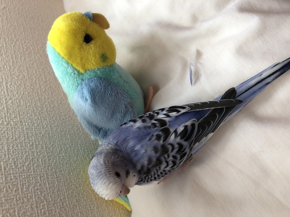 プルパーカー なんかいい感じの英語書いてあると思ったらポワ毛 セキセイインコ 男女兼用 ユニセックス スウェット 裏パイル 鳥 可愛い かわいい プルパーカー なんかいい感じの英語書いてあると思ったらポワ毛