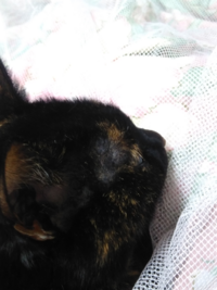 呼吸停止だけど心臓は動いてる状態愛猫を先月亡くしたのですが 病院に駆け付け Yahoo 知恵袋