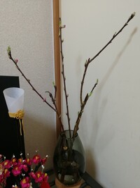 桃の花 枝 について三日くらい前に桃の枝をスーパーで買いました保存は Yahoo 知恵袋