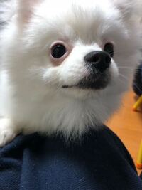 飼い犬の目の周りがピンクなのですが これは病気とかではないですか Yahoo 知恵袋