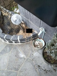 野良猫の糞被害について 数か月前 家の花壇に野良猫に糞をされました Yahoo 知恵袋