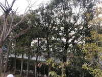 椿の木の剪定方法について教えてください 庭に何本か椿の木があるのですが 祖父が Yahoo 知恵袋