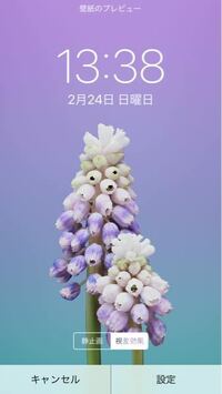 Iphone6のデフォルト壁紙として用いられているこの花の名 Yahoo 知恵袋