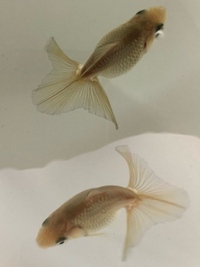 金魚の褪色について 体長2 5センチ程だった12月初めに迎え 現在に至 Yahoo 知恵袋