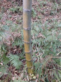 竹を3 4メートルぐらいの高さで切りました それらの竹が黄色くなってきたので Yahoo 知恵袋