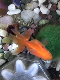 金魚の尾の血走り 治療法の確認について 助けてください 5月1 Yahoo 知恵袋