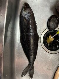 汚話注意 昼に脂かすごく乗ったシイラの刺身を食べたのですが Yahoo 知恵袋