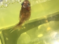 金魚の稚魚が大きくなりません 5月4日に金魚の稚魚が孵化したんですが Yahoo 知恵袋