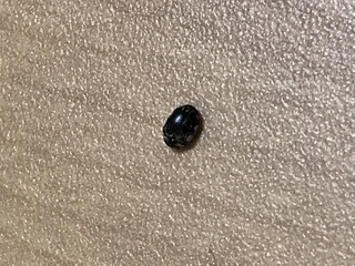 最近 部屋の中に小さい黒い虫がいるのですが どんな虫かわかりません 害 Yahoo 知恵袋