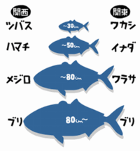 カツオとマグロは出世魚ですか 双方共に出世魚とは言わのではない Yahoo 知恵袋