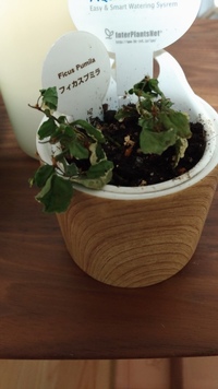 観葉植物葉がチリチリフィカスプミラという観葉植物をもらいました アクア Yahoo 知恵袋