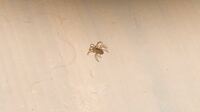 小さい白い蜘蛛が部屋にいました これもアシダカグモの子供ですか まだ5ミ Yahoo 知恵袋