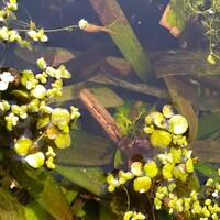 寒冷地でのメダカの屋外飼育について教えてください 青森に住んで Yahoo 知恵袋