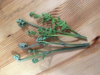 山菜のワラビとゼンマイの違いは何ですか どちらも一緒なのでしょうか Yahoo 知恵袋