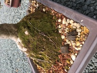 祖父のサツキの盆栽を植え替えようと思っているのですが 鉢の表 Yahoo 知恵袋