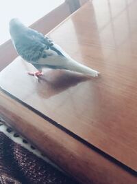 羽根の抜替わり時期のようですが 痛そうで心配です ８月で１才になる Yahoo 知恵袋