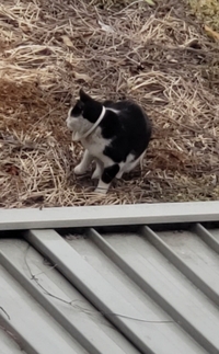 猫エリザベスカラー病院でエリザベスカラーをもらいました つけると Yahoo 知恵袋