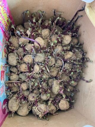 芽 じゃがいも
