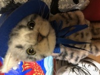 石崎友心さんって今どうしてるんでしょうか テレビチャンピオ Yahoo 知恵袋