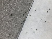 家の外壁に緑の小さな虫が大量発生しています これの駆除のしか Yahoo 知恵袋