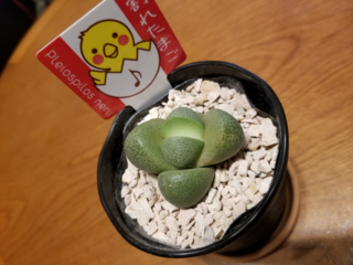 今日ホームセンターにて多肉植物を買いました リトープスの一種で割 Yahoo 知恵袋