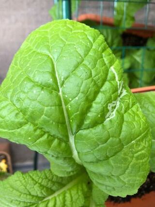 アブラナ科の葉野菜で 高菜の仲間となる かつお菜 という野菜 Yahoo 知恵袋