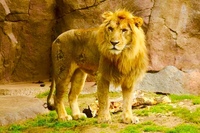 雄ライオン 250kg と雄アラスカヒグマ 450kg が正面から本 Yahoo 知恵袋