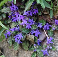 すみれの花が咲かず種になってしまう事ってありますか パン Yahoo 知恵袋