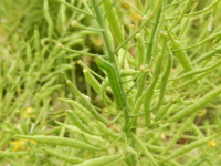 菜の花にいた青虫です 最初はモンシロチョウの幼虫かと思 Yahoo 知恵袋