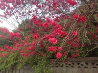 花の名前を教えて下さい 4月3日撮影です もっこりした赤い花 Yahoo 知恵袋