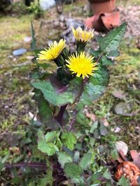 芝のタンポポに効果のあるいい除草剤教えてください 地味にタンポ Yahoo 知恵袋