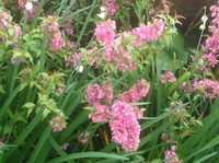 桜は散るからこそに美しい 桜は散るからこそに美しいそれとも咲き誇る花 Yahoo 知恵袋