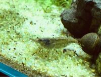 ミナミヌマエビの変色についてですが 今いるだけで 茶 緑 黒がいて 赤い奴 Yahoo 知恵袋