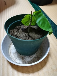 至急 ウンベラータが弱っています 助けてください 2週間家を空ける Yahoo 知恵袋