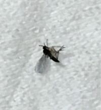 画像 羽虫の名前を教えて下さい 今日だけで画像の虫 Yahoo 知恵袋