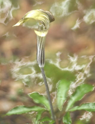 山の中で見つけた植物ですが 一瞬枯れているのかと思いました でも近づい Yahoo 知恵袋