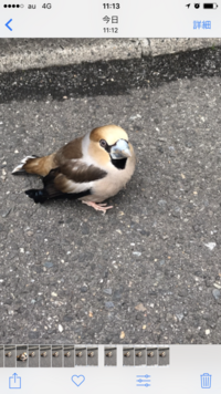 今朝 近づいても飛ばない鳥をみつけました 飛ばないし逃げないですが ク Yahoo 知恵袋