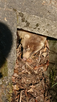 動物の目の色について 人間でも住んでいる場所によって目の色が赤青み Yahoo 知恵袋