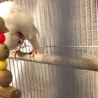 文鳥がずっとキュルキュル怒っています 午前中から夕方にかけて Yahoo 知恵袋