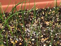 朝顔の種まきについて 長方形のプランターに種まきしようと思いますが 土は何土 Yahoo 知恵袋