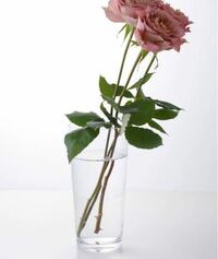 薔薇を室内に飾りたいのですが 写真のように花瓶で飾ると虫は付 Yahoo 知恵袋